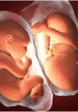 Близнецы. Жизнь до рождения