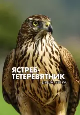 Ястреб-тетеревятник. Душа ветра