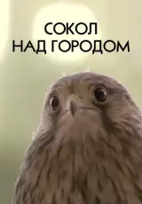 Сокол над городом