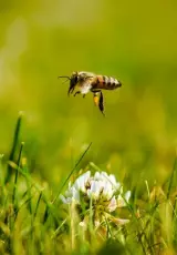 Альпийская весна