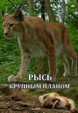 Рысь – крупным планом