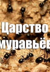 Царство муравьёв