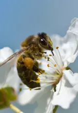 Королева леса. Бурзянская пчела