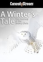 Зимняя сказка. Путешествие полярных сов