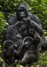 Борьба за выживание – Горилла