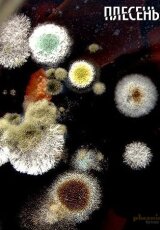 Плесень. Есть ли шансы у человечества?