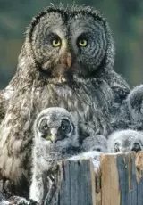 BBC.Мир природы. Ферма пяти сов