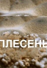 Что скрывает плесень