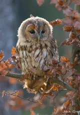 Кого мы называем совами?