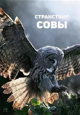 Странствия совы. Совиная одиссея