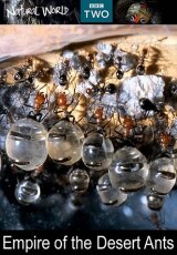 BBC: Муравьиная империя
