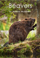 Борьба за выживание – Мир бобра