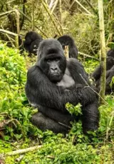 Уганда. Как гориллы победили пигмеев