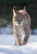 Рысь.  Неуловимый охотник