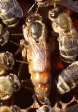 Селекция медоносной пчелы. Германия