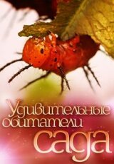 Удивительные обитатели сада. Муравьи