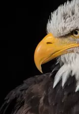 Владыка воздуха. BBC