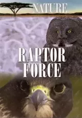 Сила хищных птиц