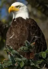 Белоголовый орлан