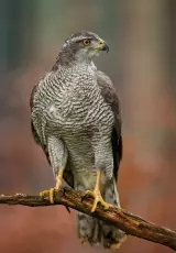 Жизнь ястреба-тетеревятника в дикой природе