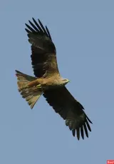 Год из жизни черного коршуна