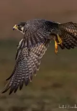 Хищные птицы. Сокол Сапсан. Документальный фильм National Geographic