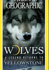 Дикий Йеллоустоун: Волчица