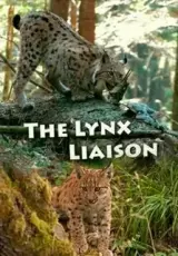 Рысья жизнь