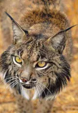 Загадка иберийской рыси