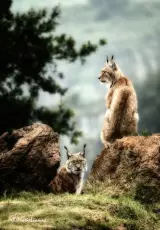 Борьба за выживание – Рысь