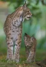 Рысь. Воспитание Хищника