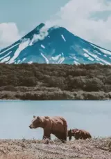 Дикая природа России. Камчатка