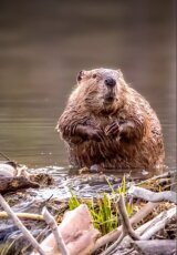 Нужны ли городу бобры