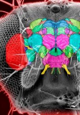 «Распределенный мозг» муравьиной семьи