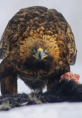 Последние орлы