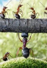 Муравьи: Тайная жизнь маленьких колонизаторов