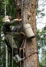 Бортничество в Башкирии