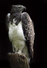 Боевой орел: Идеальный охотник