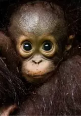 Жизнь с гориллами. BBC