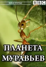 Планета муравьёв: Взгляд изнутри