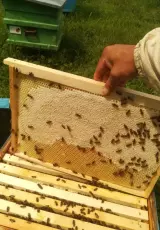 Ротационное разведение пчел