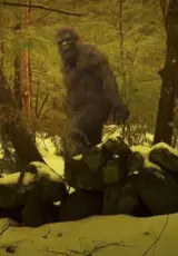 Снежный человек - загадочное существо планеты