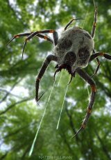 Ядовитые пауки и насекомые. BBC