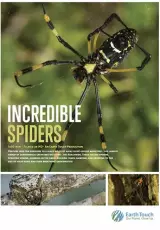 Невероятные пауки