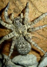 Остров пауков