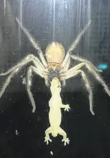 BBC: Кошмары дикой природы. Пауки