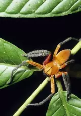 Пауки джунглей Амазонии