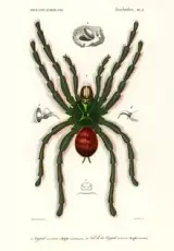 Удивительный Мир Насекомых. Пауки