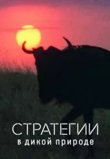 Стратегии в дикой природе
