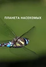 Планета насекомых